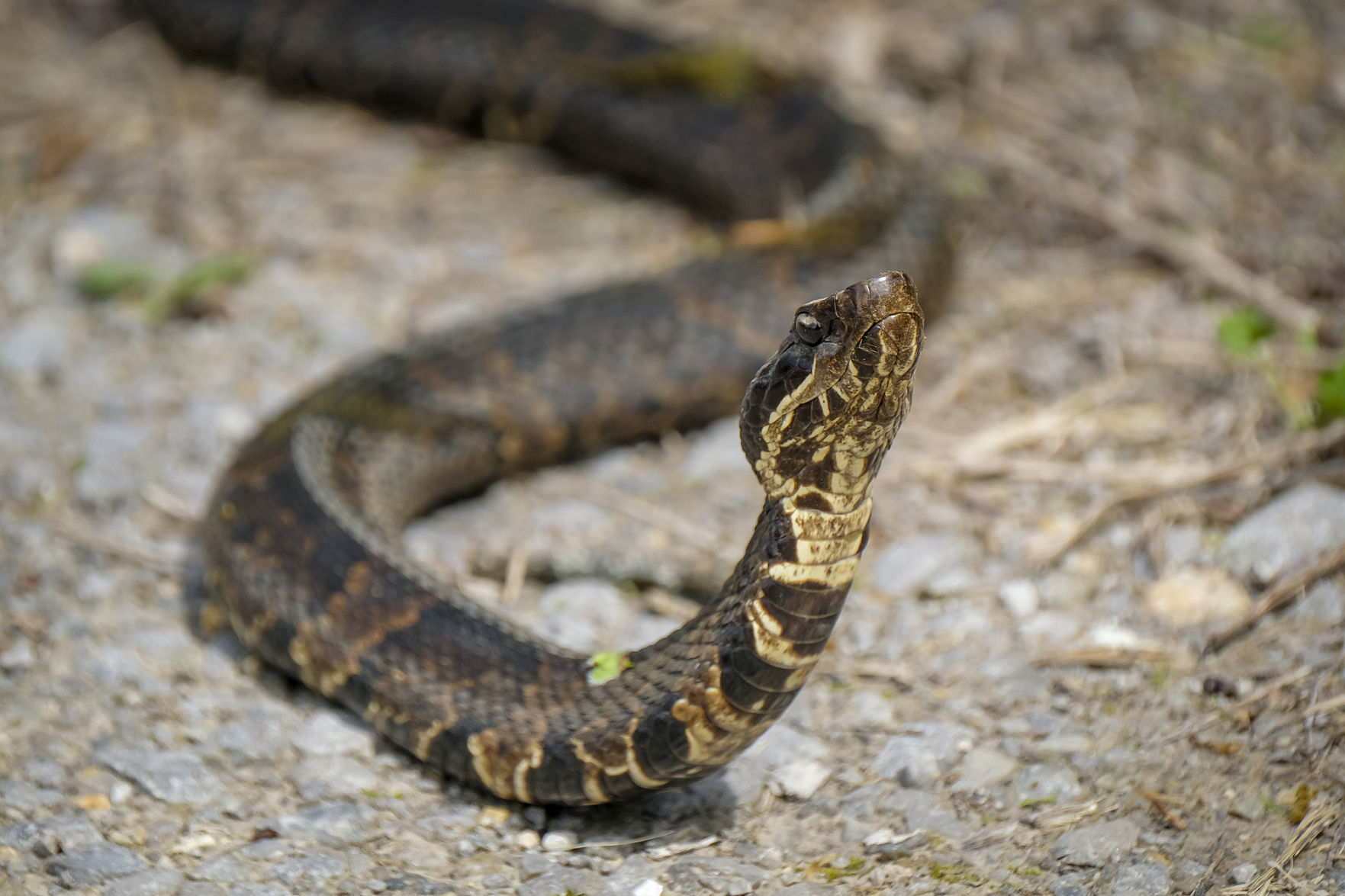 Snake Road in spring 2019